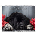 Search for newfoundland gifts Dog