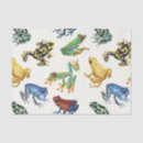 Search for frog tissue paper Amphibian