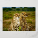 Search for cheetah birthday invitations Gold