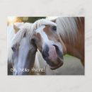 Search for horse postcards Animal