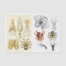 Search for octopus tissue paper Octopi