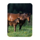 Search for thoroughbred horse photo magnets grass