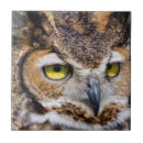 Search for owl tiles Hunter