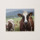 Search for cow puzzles Rural scene