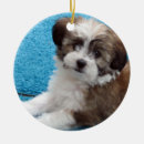 Search for havanese ornaments Rescue