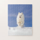 Search for samoyed puzzles Dog