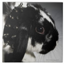 Search for rabbit tiles Nature