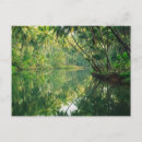 Search for tree postcards Rainforest
