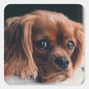 Search for ruby cavalier king charles spaniel Pet