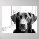 Search for dog posters Labrador retriever