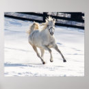 Search for white horse running posters Winter
