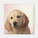 Search for golden retriever magnets Photography