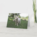 Search for funny face photo cards Pet