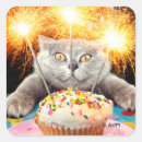 Search for cat stickers Humor