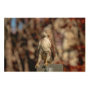 Search for red tail hawk art Raptor