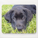 Search for black lab gifts Pets