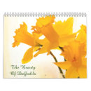 Search for daffodil calendars photography
