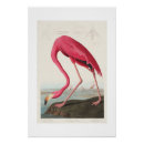 Search for vintage flamingo posters Birds of america