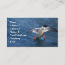 Search for merganser duck Wildlife