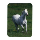 Search for thoroughbred horse photo magnets moving
