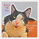 Search for pets welcome outdoor signs Cat