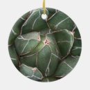 Search for succulents ornaments Nature