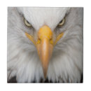 Search for cool tiles Animal