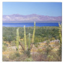 Search for cactus tiles Nature