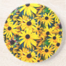 Search for black eyed susan Rudbeckia