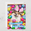 Search for funny easter invitations Dog