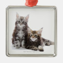 Search for feline ornaments cats