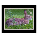 Search for rabbits photography posters bunnies