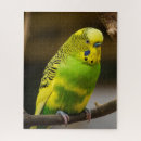Search for budgie puzzles Animal