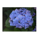 Search for vintage hydrangea posters Bloom