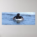Search for merganser duck Photography