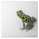 Search for frog tiles Animal