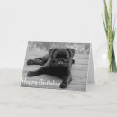 Search for black pug cards Puppy