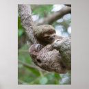 Search for sloth posters Rainforest