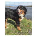 Search for bernese mountain dog puzzles Berner