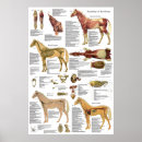 Search for horse anatomy posters Equine