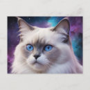 Search for birman cat Portrait