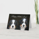 Search for bernese mountain dog cards Animal