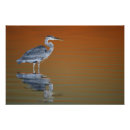 Search for st petersburg florida posters Sunset