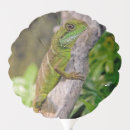 Search for reptile balloons Dragon