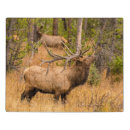 Search for rocky mountain national park puzzles Forest