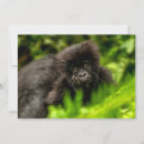 Search for gorilla thank you cards Ape