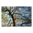 Search for weeping willow tree gifts Autumn