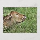 Search for cow postcards bovines