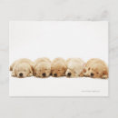 Search for golden retriever postcards Studio shot