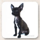 Search for dog coasters Photography